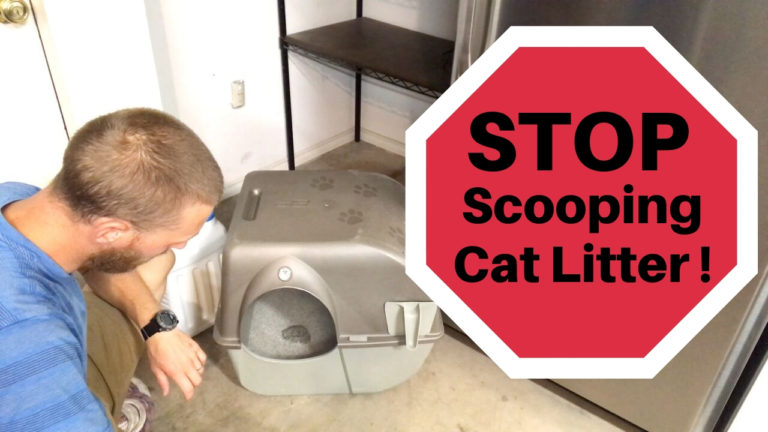 litter paw litter box